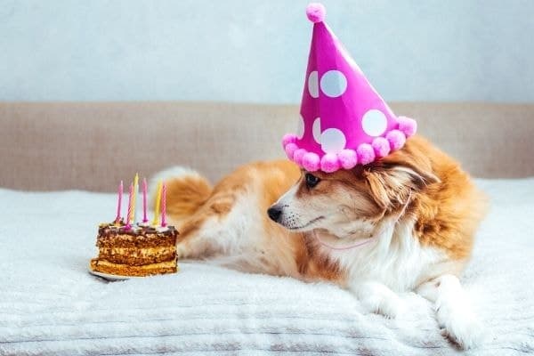 Dog wearing birthday hat in front of homemade dog treat.